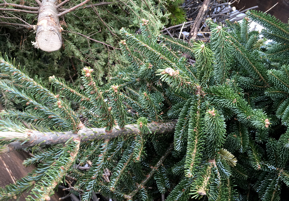 The do's and don'ts of cutting down your own Christmas tree